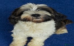 Tibetan Terrier dogs for sale: Araki Tibetan Terriers puppies for sale - Advert 2