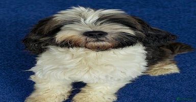 Tibetan Terrier dogs Araki Tibetan Terriers puppies for sale - Advert 11