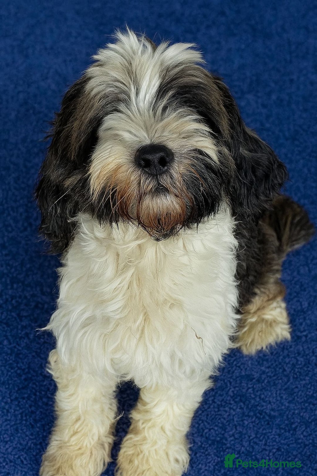 Tibetan Terrier dogs for sale: Araki Tibetan Terriers puppies for sale - Advert 2