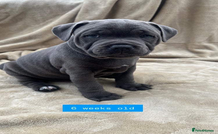 Staffordshire Bull Terrier dogs - Advert 7