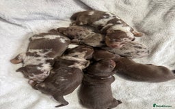 Miniature Dachshund dogs for sale: 6 Miniature Dachshund babies - Image 1