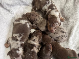 Miniature Dachshund dogs for sale - Advert 1