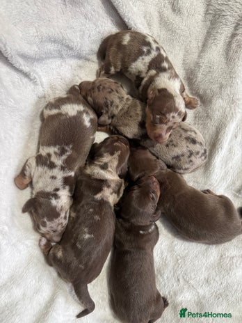 Miniature Dachshund dogs - Advert 1