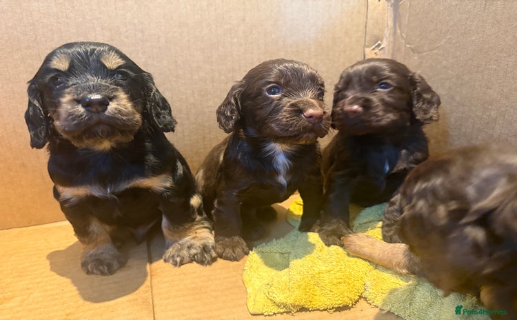 Cocker Spaniel dogs - Advert 2