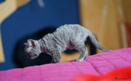 Devon Rex cats for sale: 💙 Devon Rex Female Kitten Available 💙 - Image 20