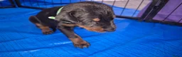 Dobermann dogs for sale: ⭐️⭐️⭐️⭐️⭐️ KC Reg European Dobermann puppies - Advert 8