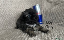 Mixed Breed dogs for sale: Tiny Pugingese pups  - Image 5