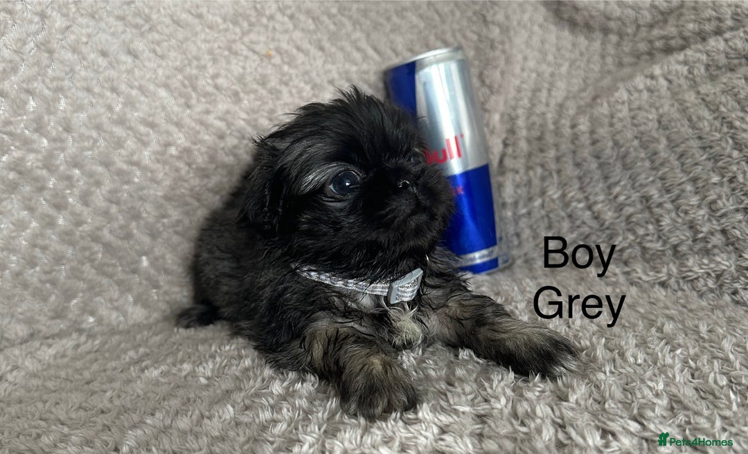 Mixed Breed dogs for sale: Tiny Pugingese pups  - Image 5