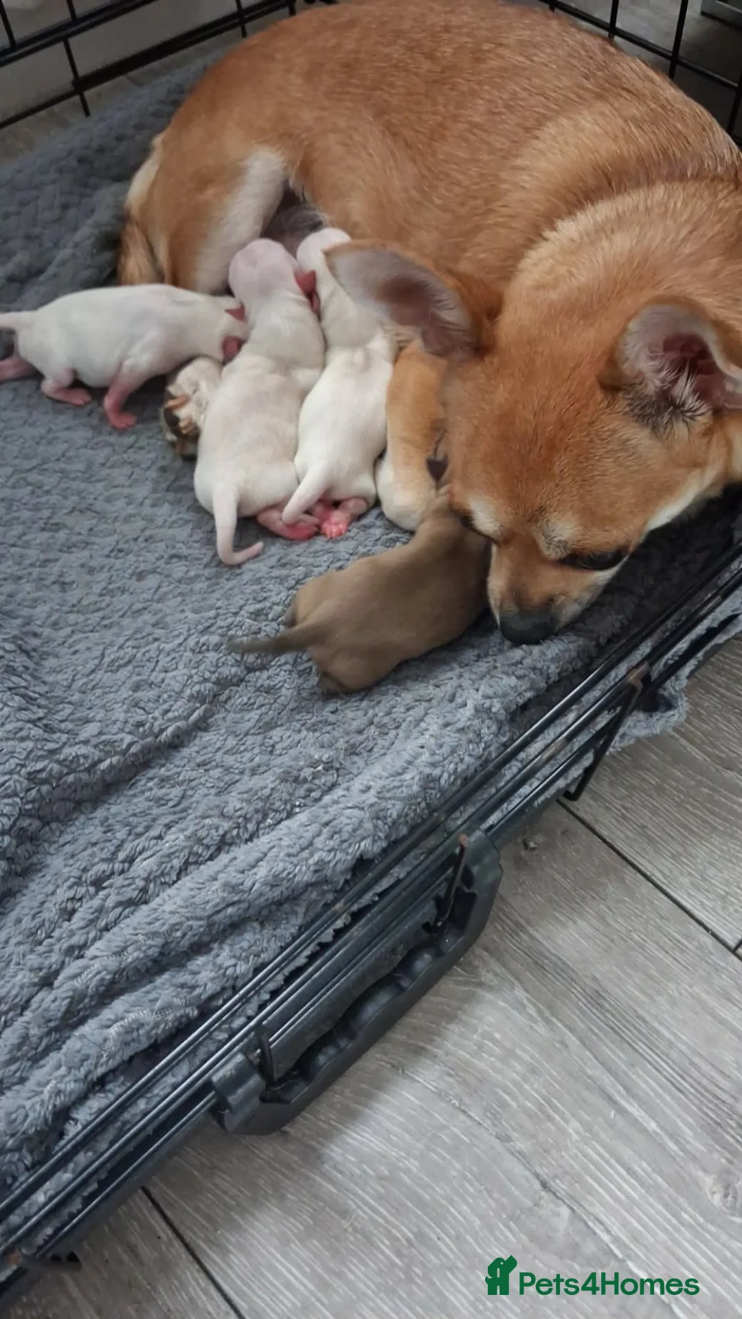 Chihuahua dogs for sale: Angelo in Newcastle upon Tyne - Advert 1