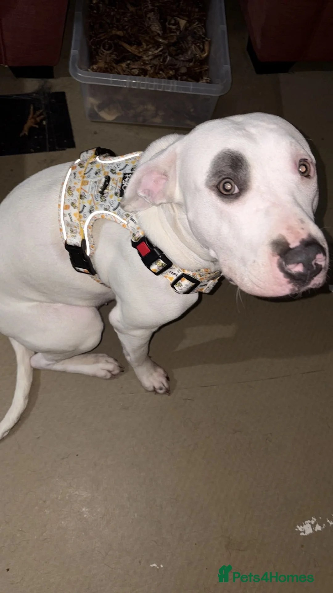 Staffordshire Bull Terrier dogs for sale: Gorgeous missy the second  - Advert 2