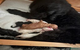 Australian Labradoodle dogs for sale: 6 Gorgeous Australian Labradoodle Puppies - Image 2