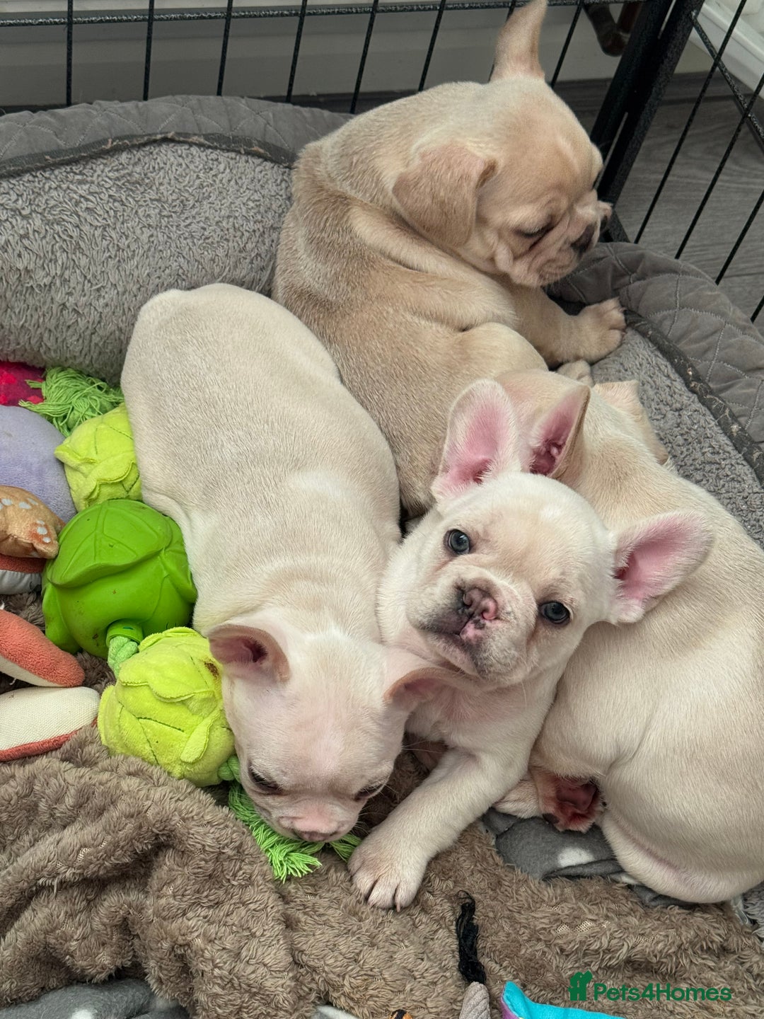 French Bulldog dogs for sale: last girl ready to leave now 🐾⚡️ - Advert 36