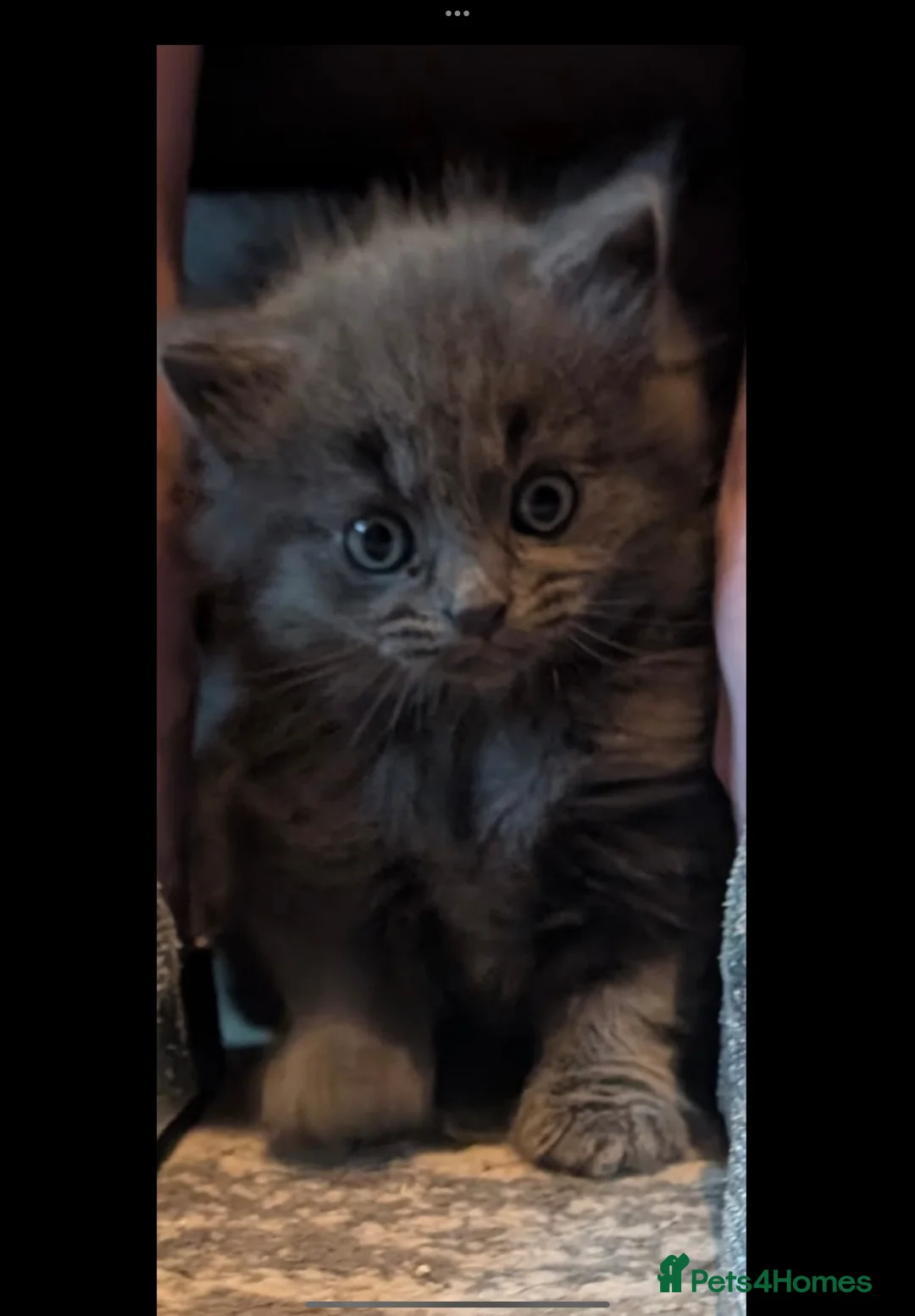 British Shorthair cats for sale: British shorthair kittens  - Advert 2