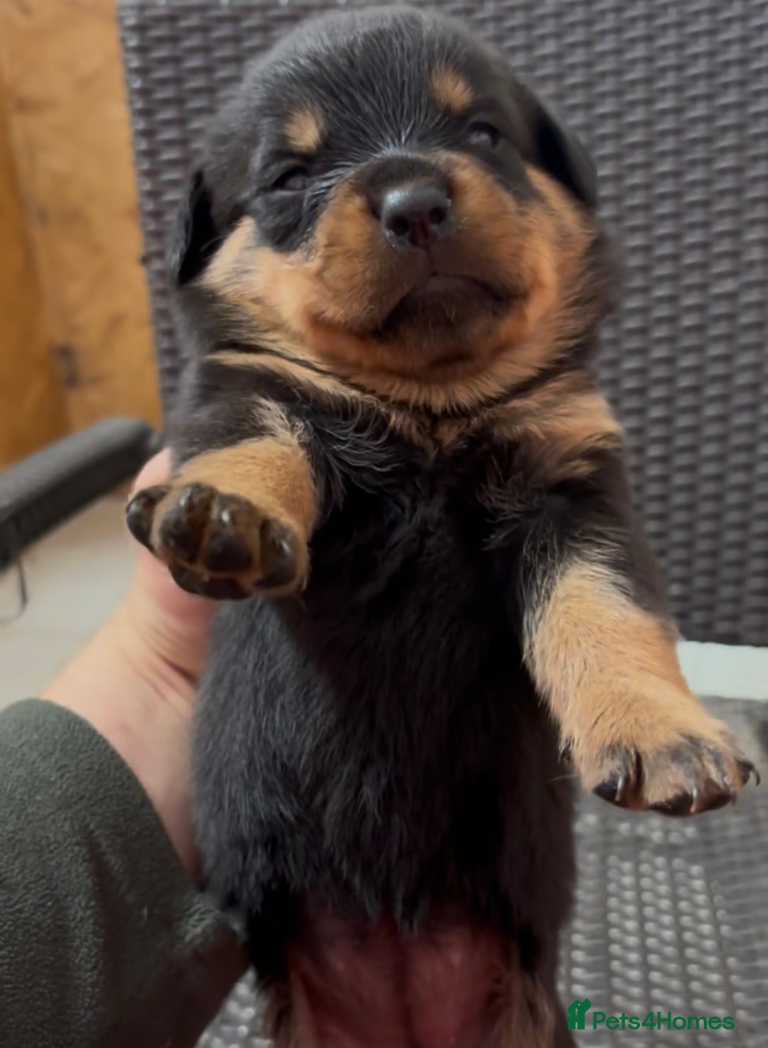 Rottweiler dogs for stud: Serbian Import - OTTO for stud  in Doncaster - Advert 4