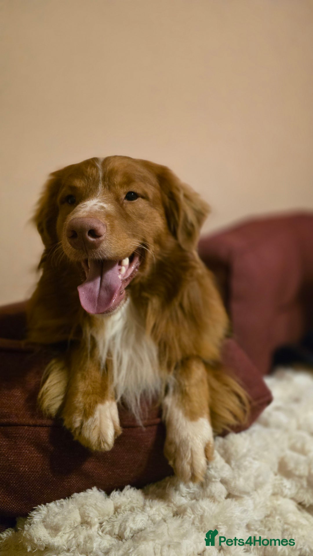 Nova Scotia Duck Tolling Retriever dogs for stud: Health Tested Toller/NSDTR Stud - Advert 7