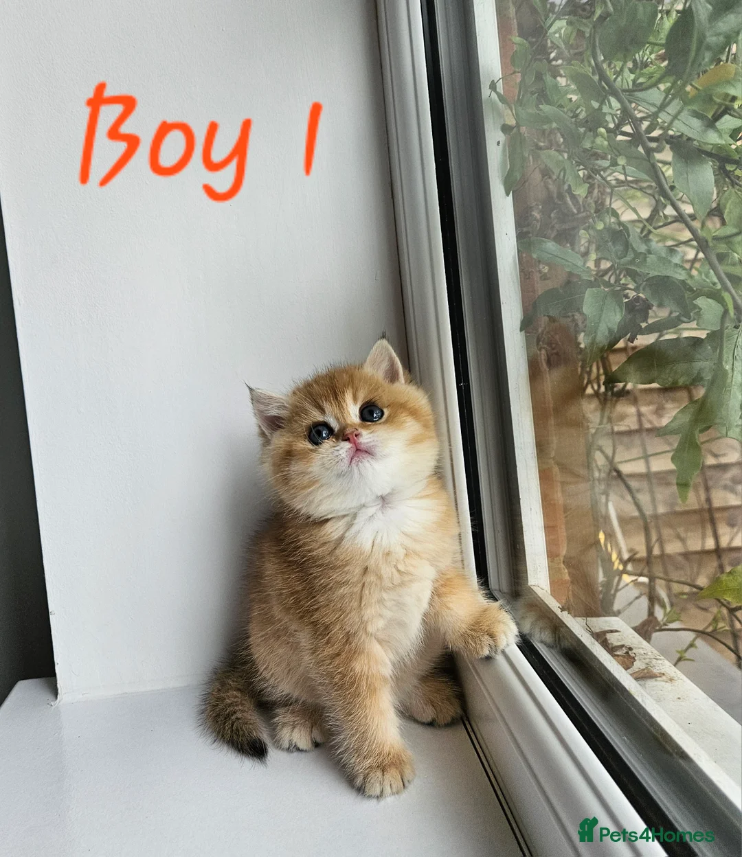 British Shorthair cats for sale: Pure Pedigree BSH Kittens GCCF Rare Golden /Silver - Advert 35