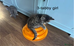 Mixed Breed cats for sale: Kittens (£250-£80) - Image 16