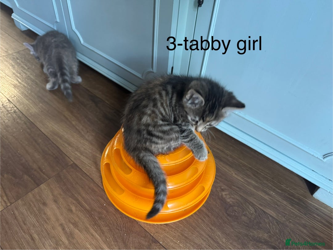 Mixed Breed cats for sale: Kittens (£250-£80) - Image 16