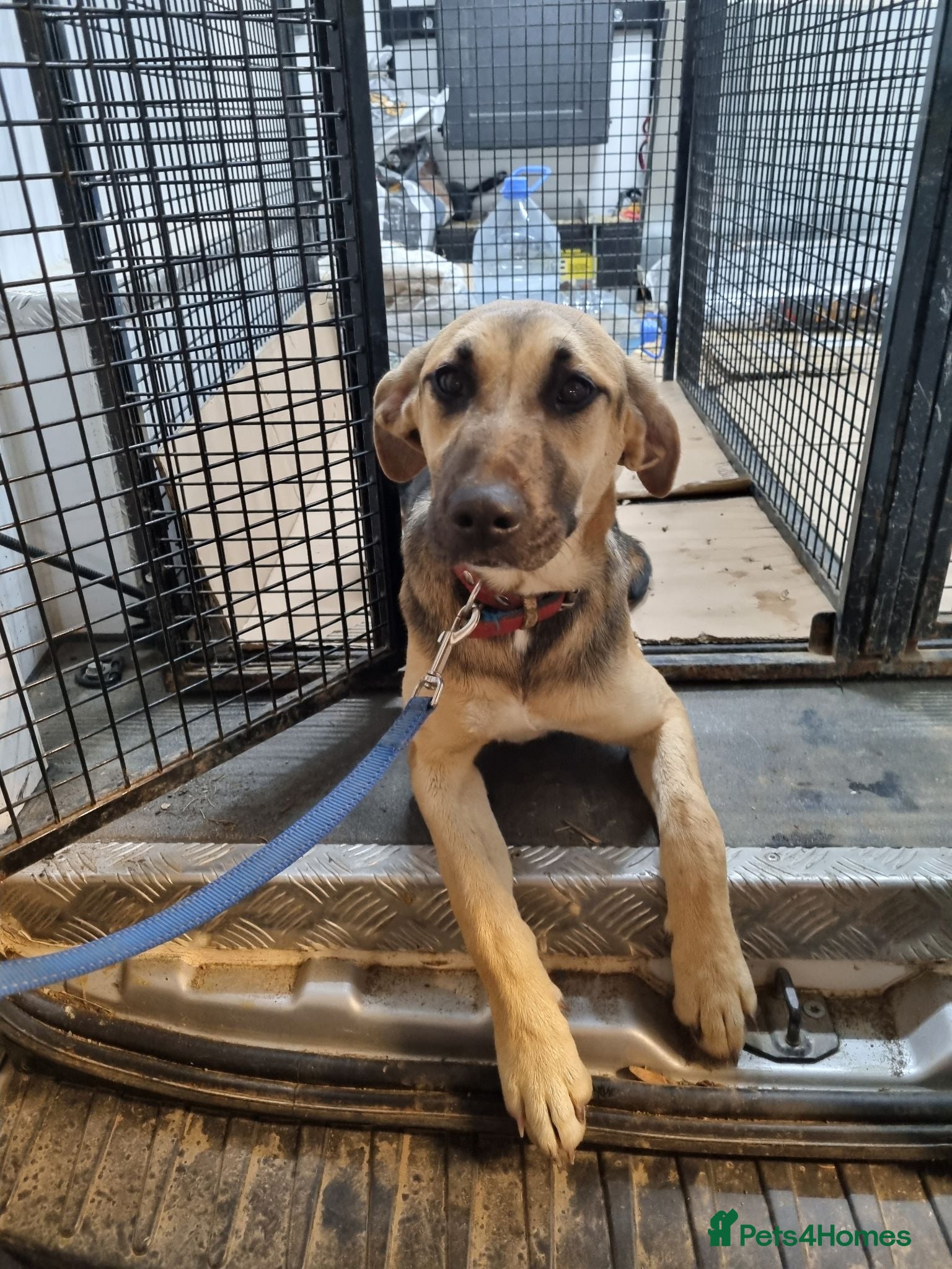 German Shepherd dogs Maya – Young German Shepherd x Labrador Cross - Advert 18