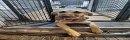 German Shepherd dogs for adoption: Maya – Young German Shepherd x Labrador Cross - Advert 8