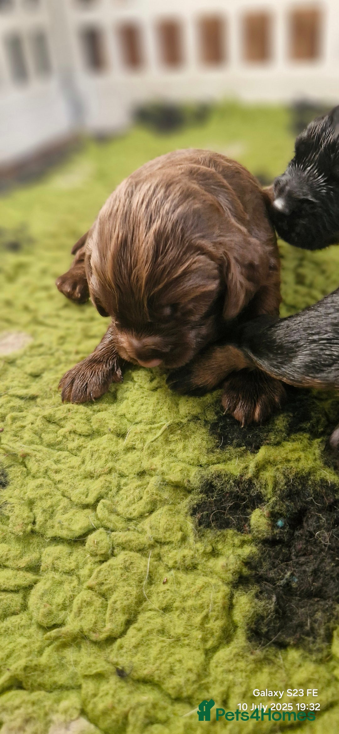 Cocker Spaniel dogs for sale: Cocker Spaniel puppies - Image 13