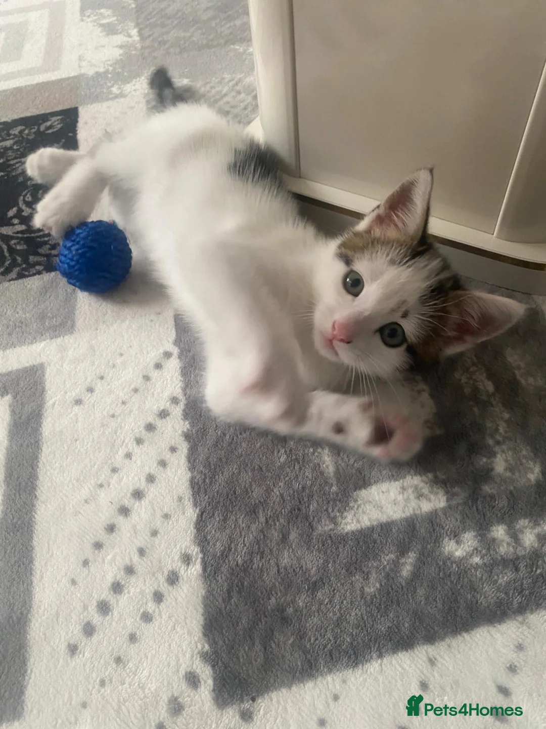 European cats for sale: Adorable male kitten in Bexleyheath - Advert 10