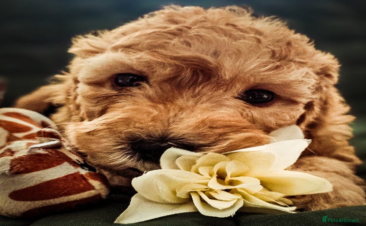Cockapoo dogs - Advert 7
