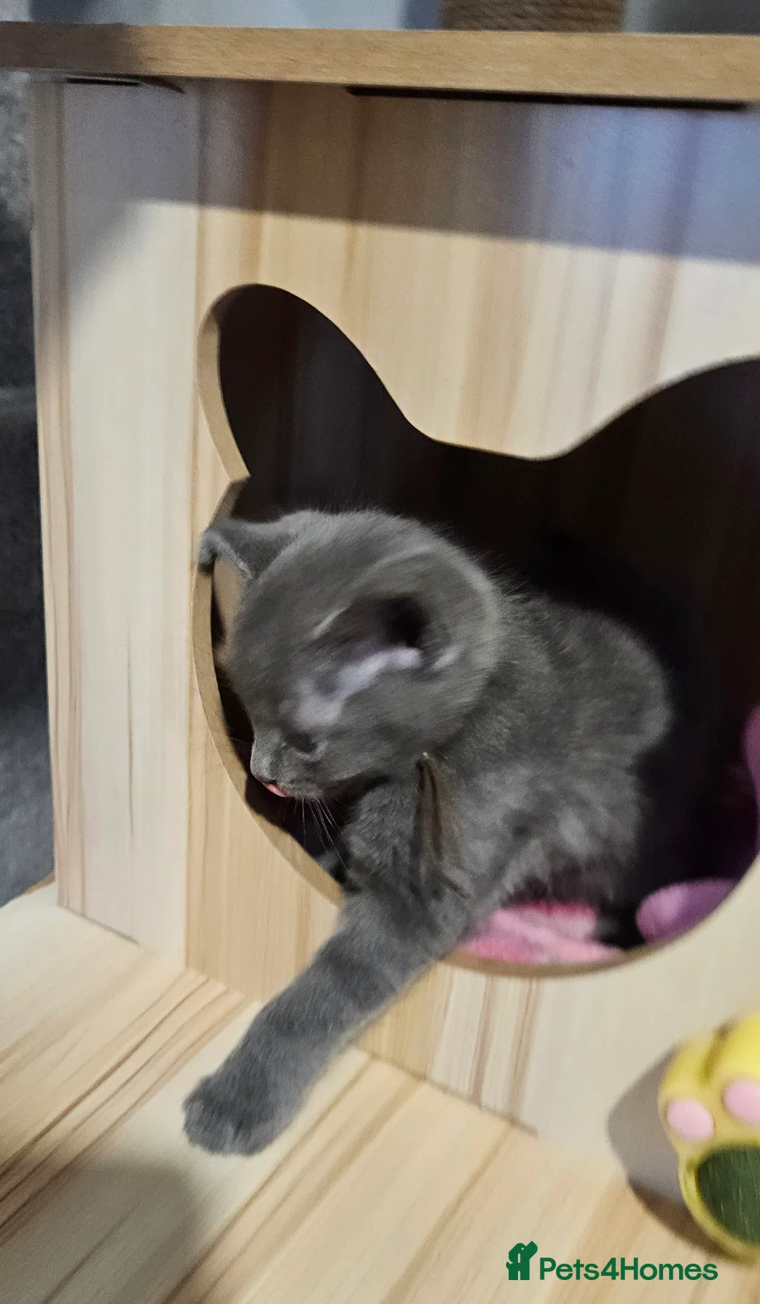 Russian Blue cats for sale: Russian blue  - Advert 2