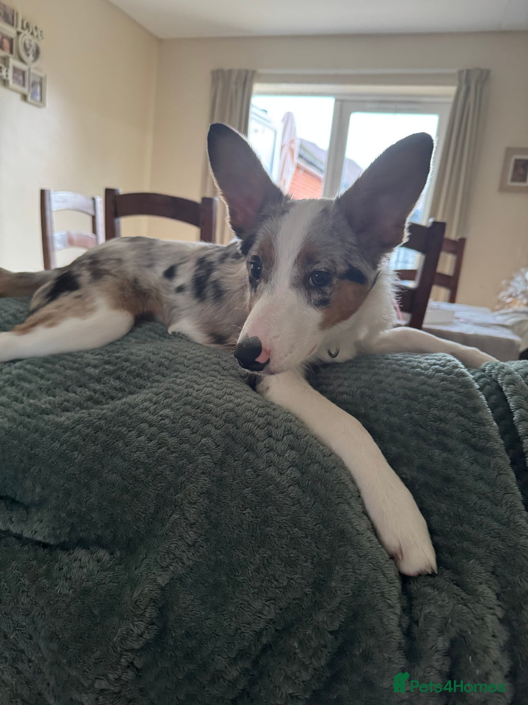 Border Collie dogs for sale: Loving girl  - Advert 3