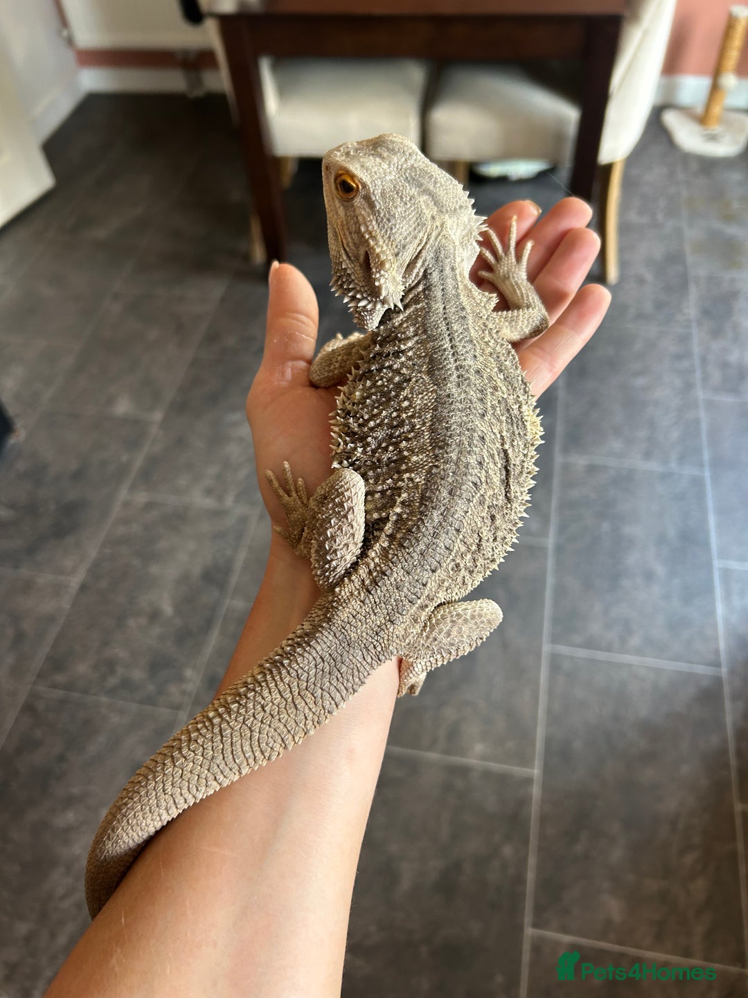 Bearded Dragon reptiles for sale: Male Beardie looking to be rehomed in Bury - Image 4