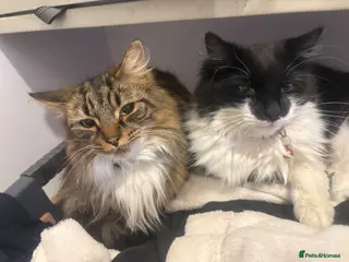 Mixed Breed cats Cats need new homes - Advert 1