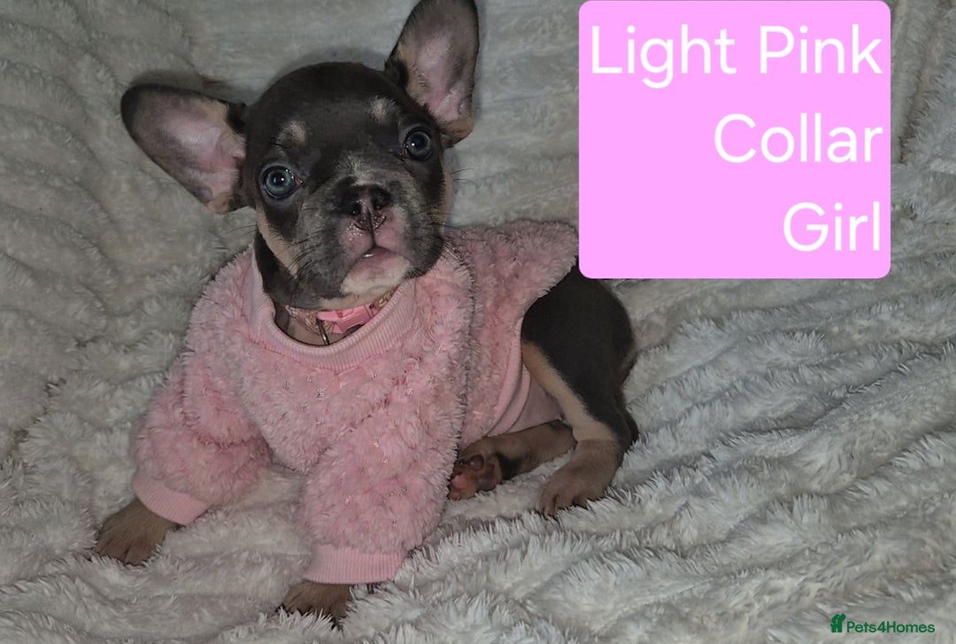French Bulldog dogs for sale: Beautiful litter of frenchie pups - Image 6
