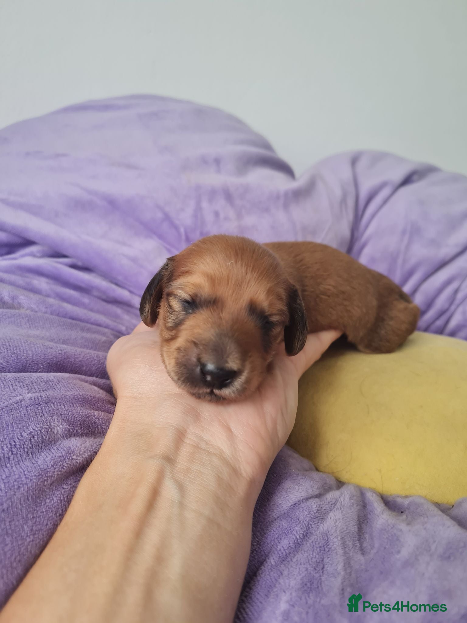 Dachshund dogs Pra clear 5 beautiful LH Dachshund puppies💗💗💗 - Advert 12