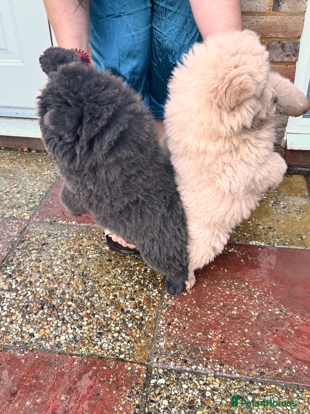 Chow Chow dogs for sale: Chow chow puppies  - Advert 5