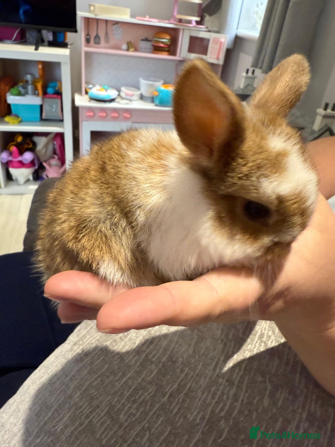 Mini Lop rabbits for sale: Mini Lop Babies ready to reserve - Image 12