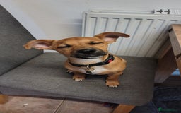 Patterjack dogs for sale: Leo - patterjack - Image 3
