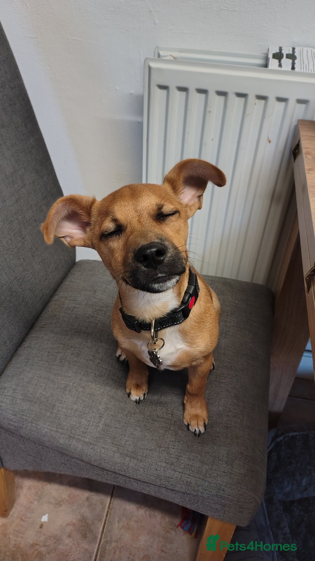Patterjack dogs for sale: Leo - patterjack - Image 3