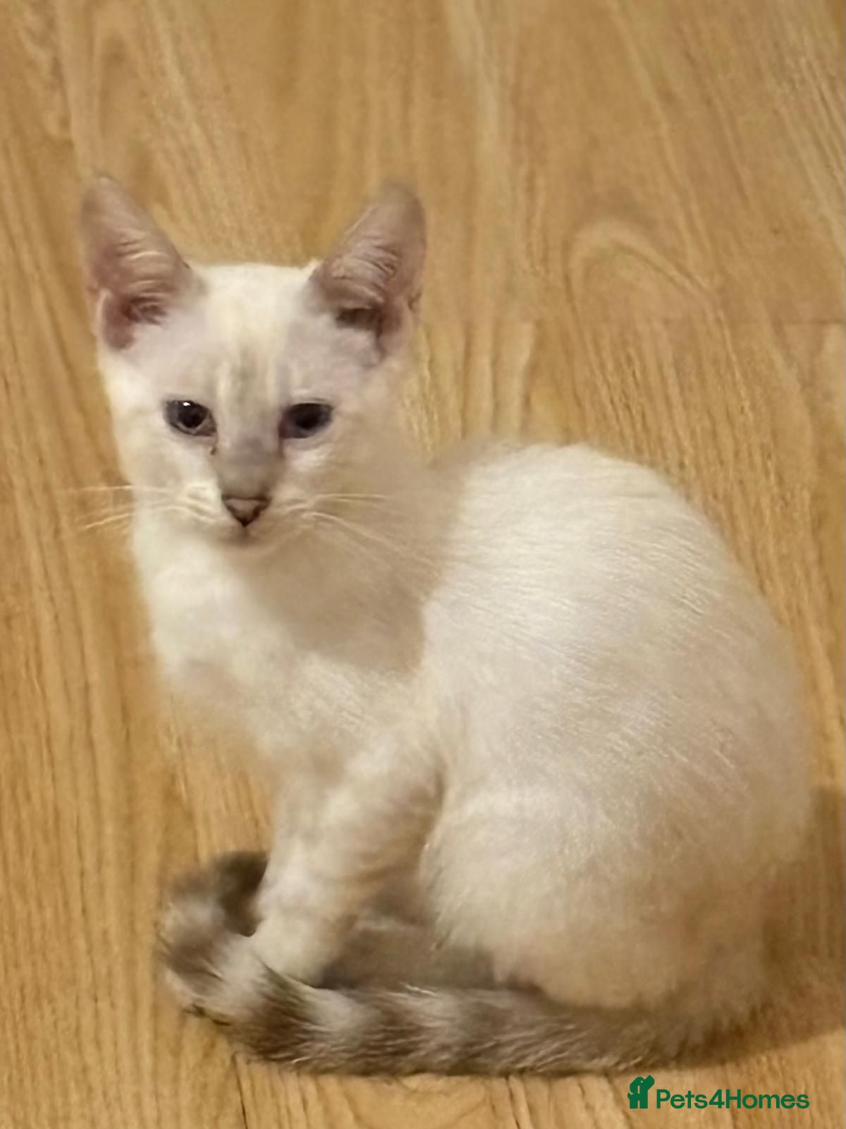 Mixed Breed cats Male Bengal X Savannah Boy urgent moving rehome - Advert 1