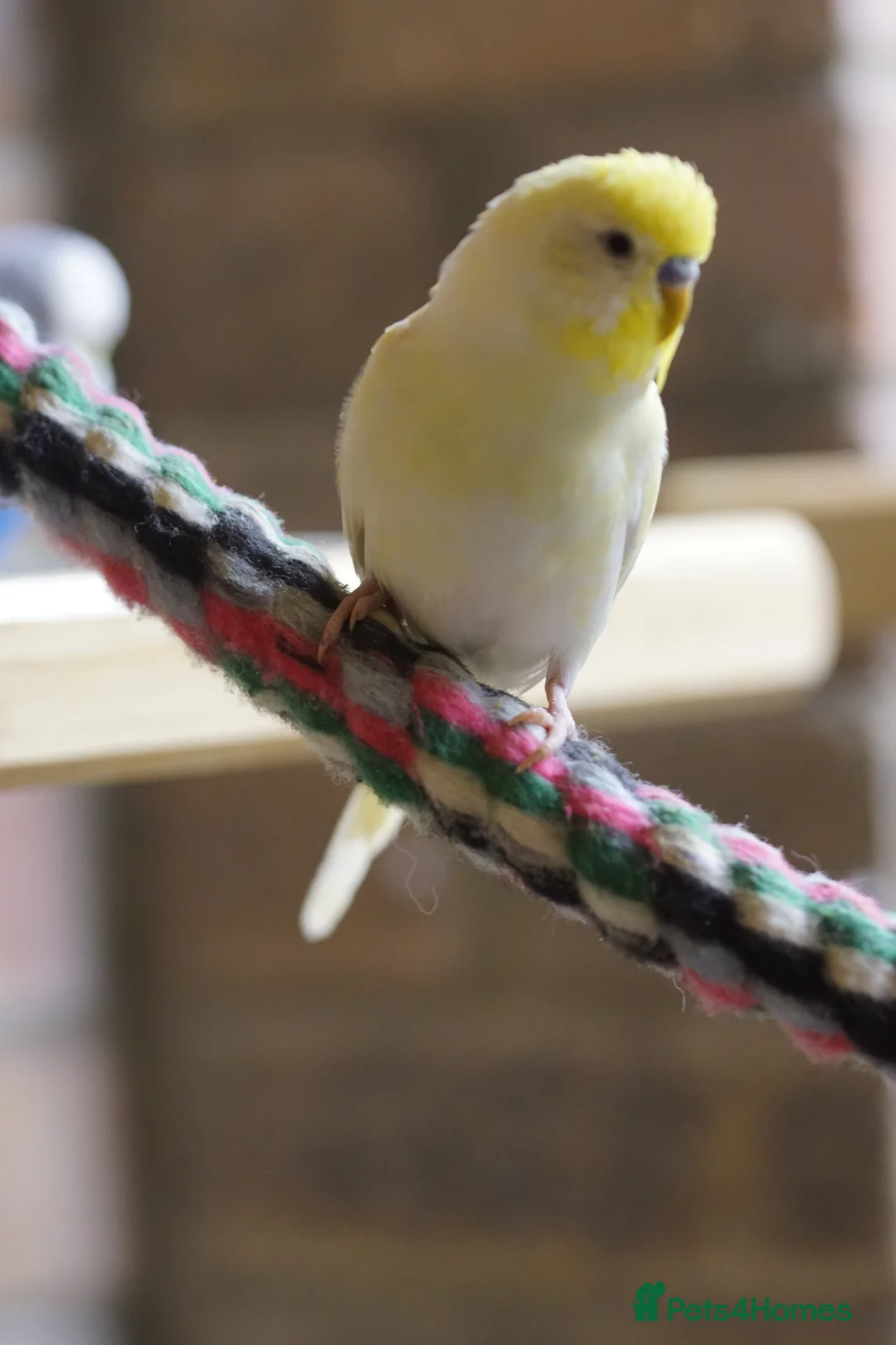 Budgerigars birds for sale: Budgies  - Advert 2