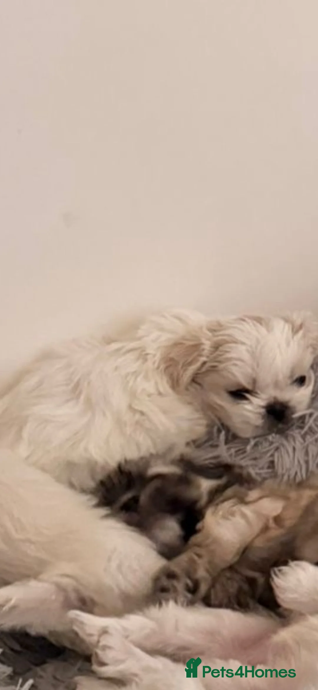 Shih Tzu dogs for sale: Pekingese puppies - Advert 3