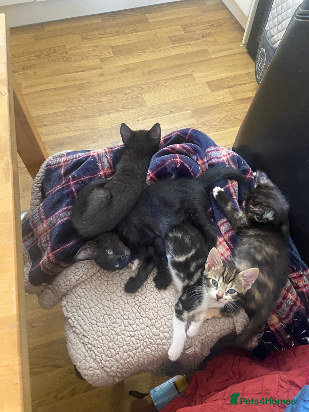Bengal cats for sale: adorable bengal/tort kitties for sale - Image 4
