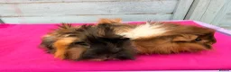 Guinea Pig rodents for sale: Beautiful Funky Haired Sisters - Advert 2
