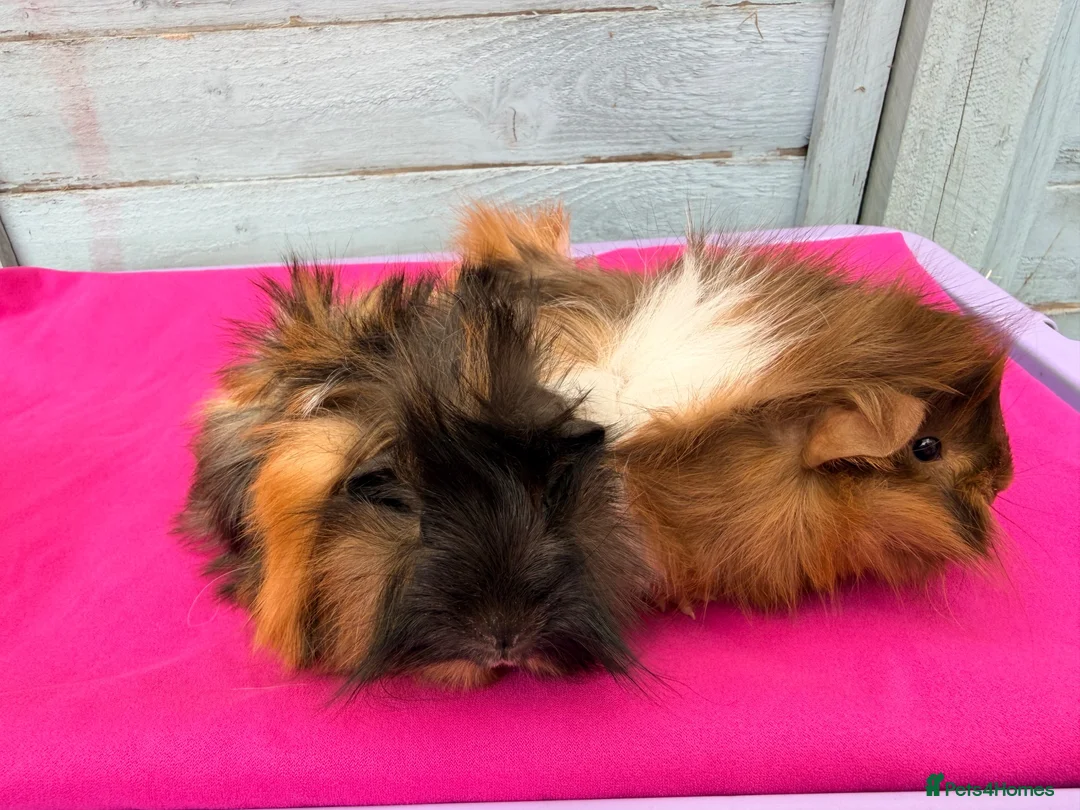 Guinea Pig rodents for sale: Beautiful Funky Haired Sisters - Advert 2