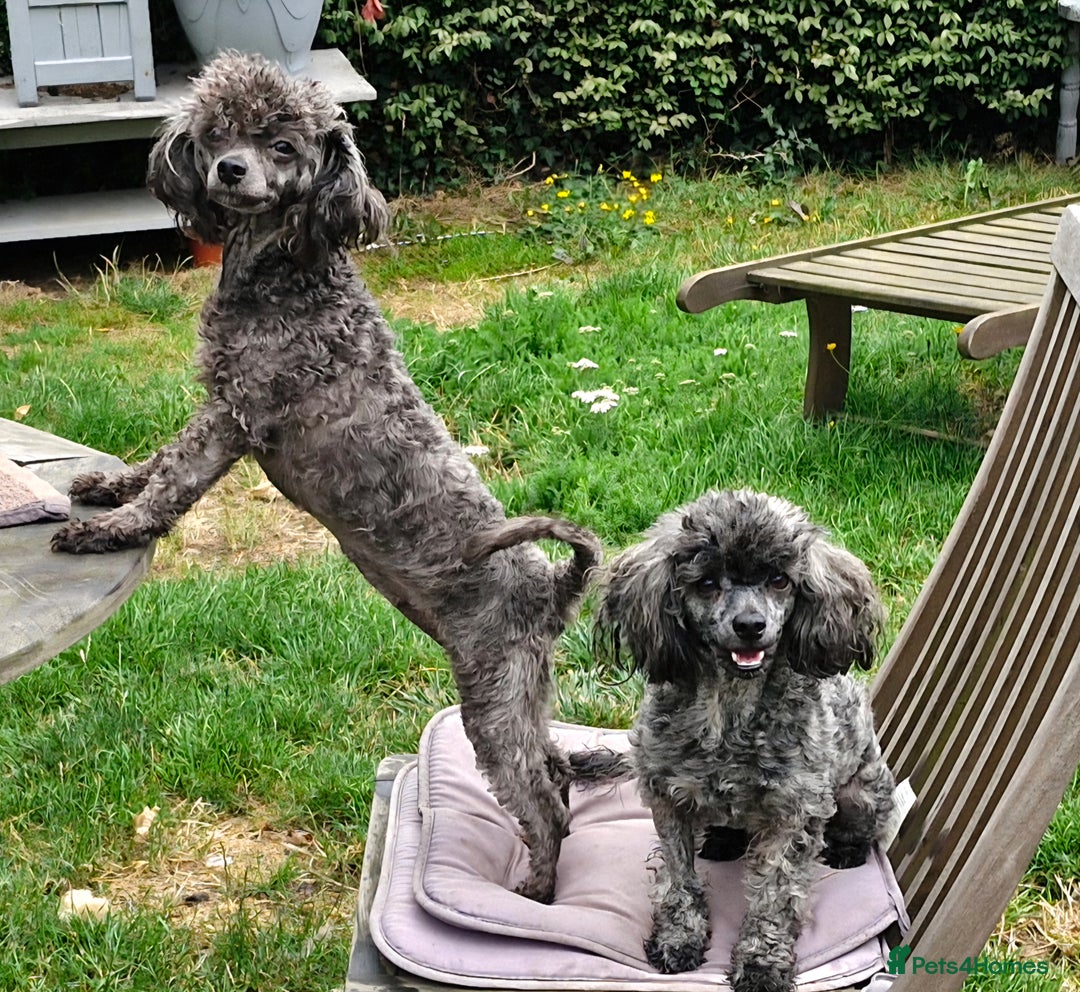 Toy Poodle dogs for sale: Three Toy Poodles for Rehoming - Image 1