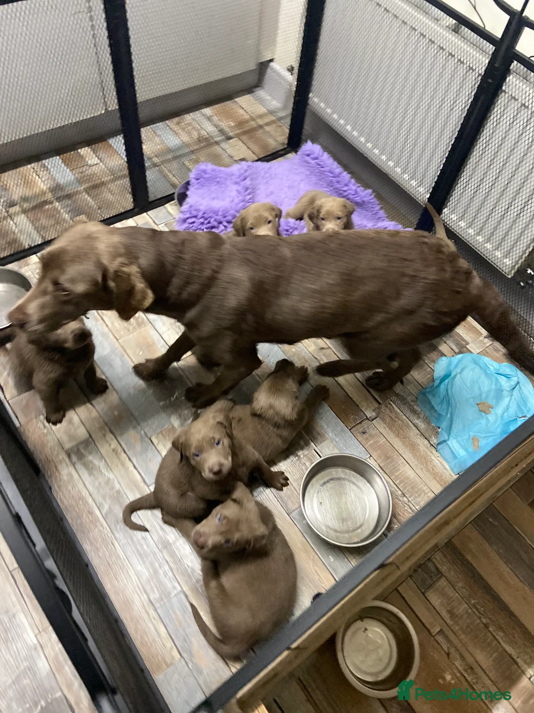 Labrador Retriever dogs for sale: Silver Labradors retrievers  - Advert 7