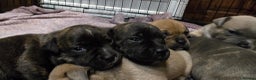 Staffordshire Bull Terrier dogs for sale: Red blue brindle Puppys Staffordshire bull terier  - Advert 3