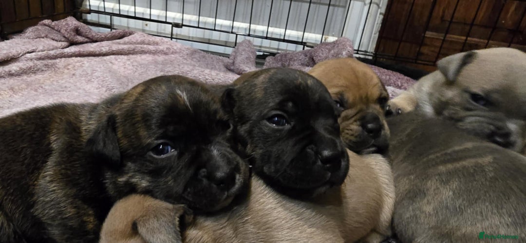 Staffordshire Bull Terrier dogs for sale: Red blue brindle Puppys Staffordshire bull terier  - Advert 3