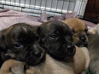 Staffordshire Bull Terrier dogs Red blue brindle Puppys Staffordshire bull terier - Advert 5