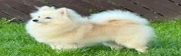 German Spitz dogs for sale: *** Beautiful Cream German Spitz *** - Advert 1
