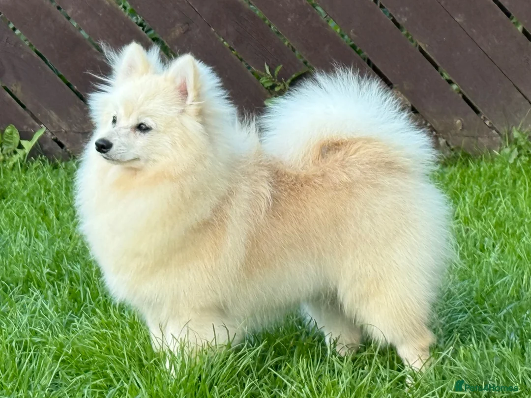 German Spitz dogs for sale: *** Beautiful Cream German Spitz *** - Advert 1
